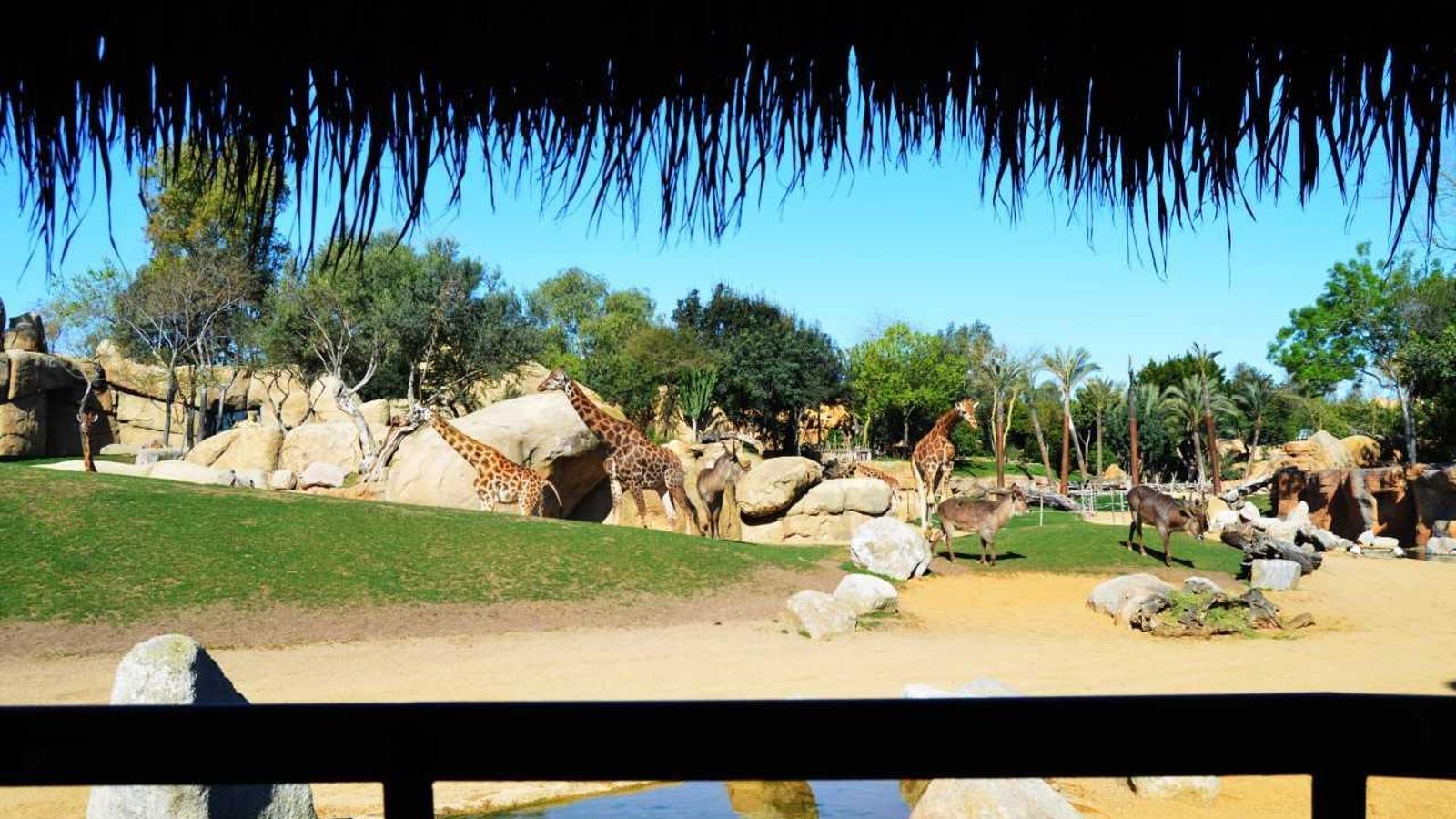 El Bioparc celebra els deus anys de vida