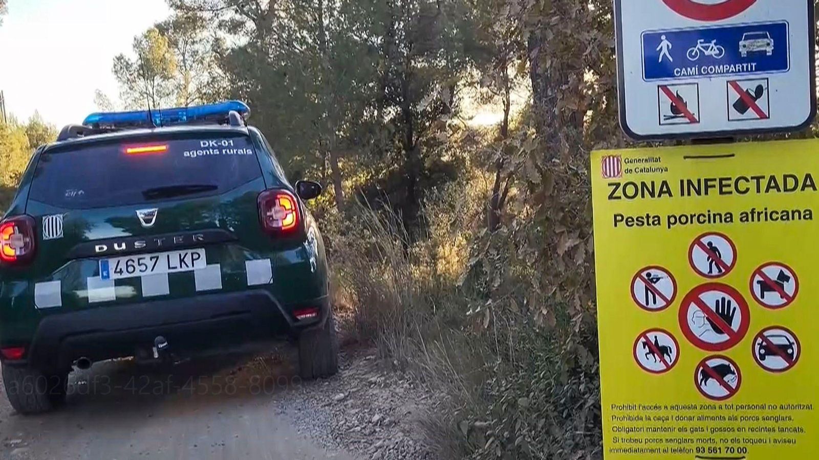 Dispositiu d'agents rurals de Catalunya davant la pesta porcina