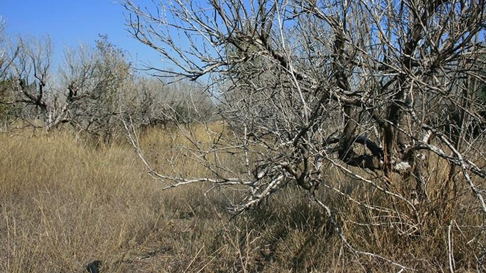 Camp abandonat