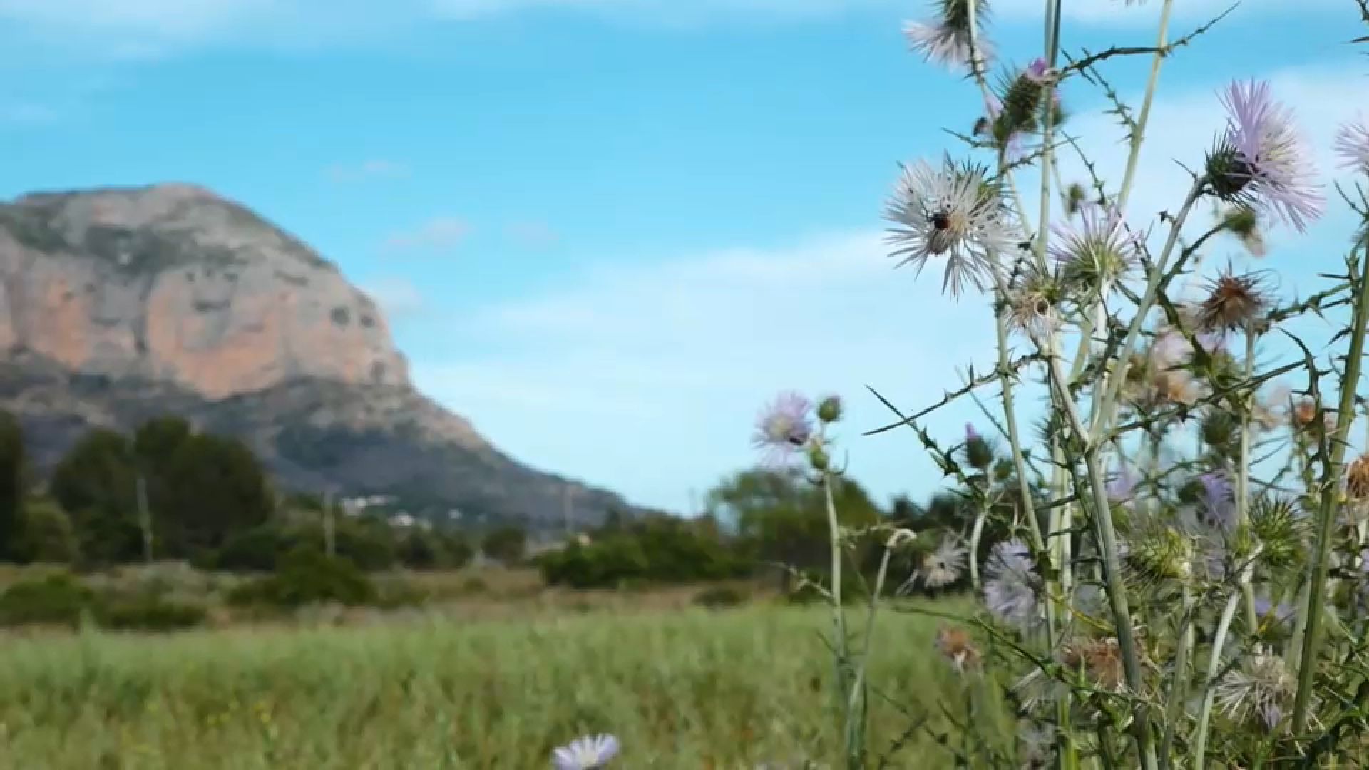 FLORS ES MENGEN VOD