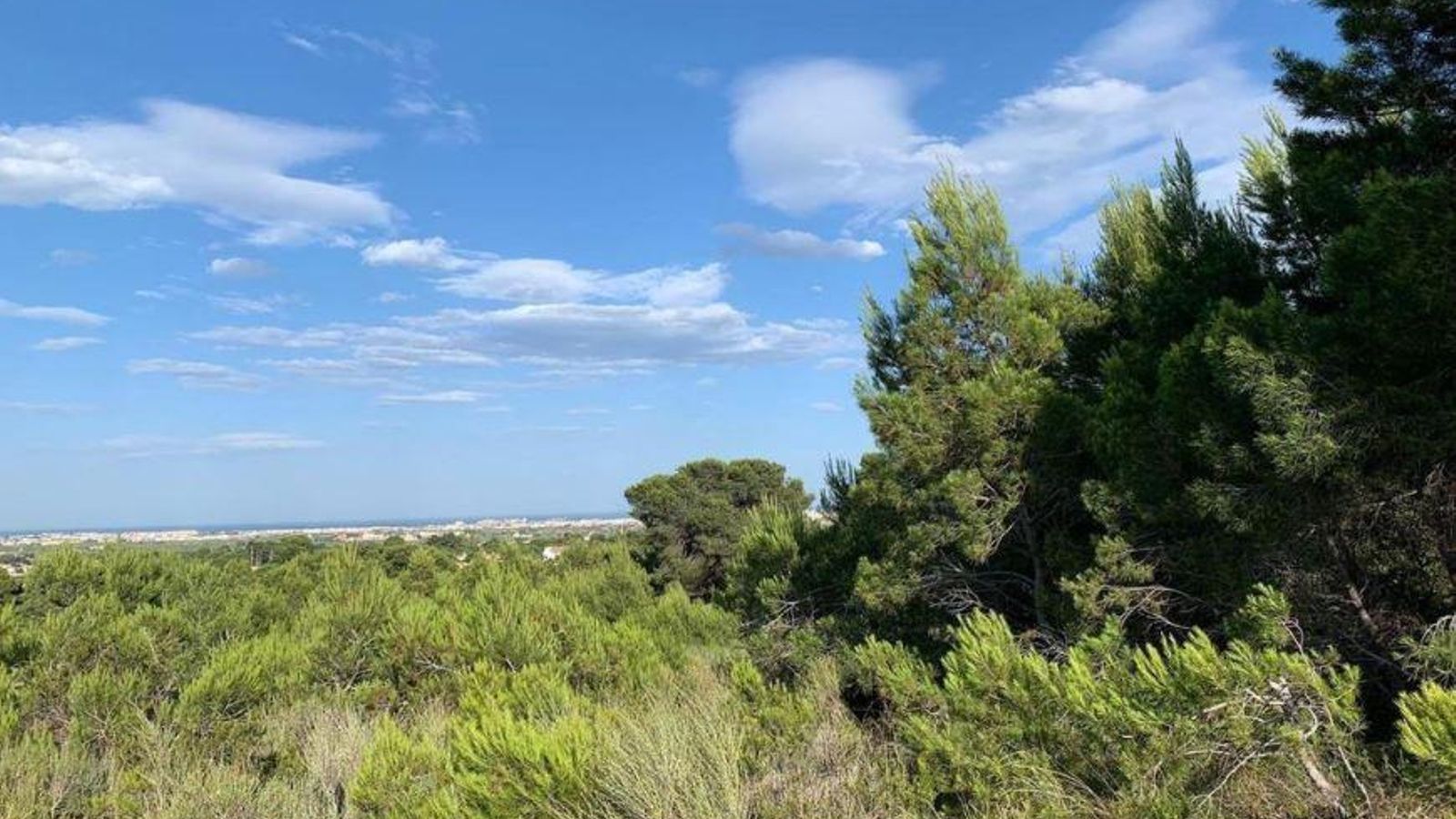 Pai Torreta Godella