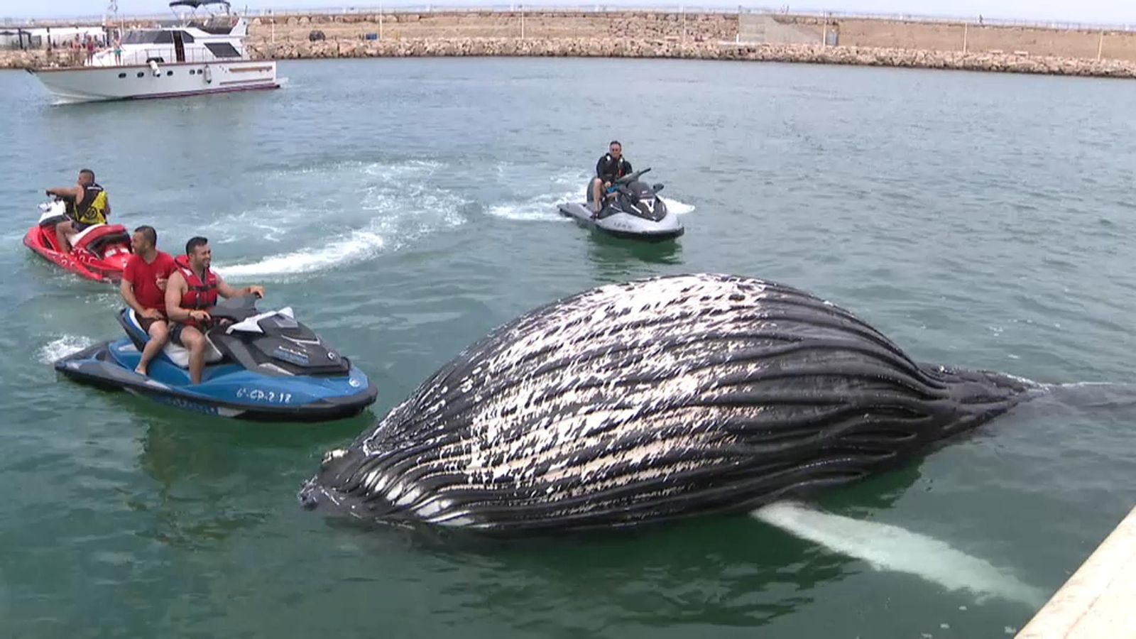 Troben una cria de balena morta a l'escullera del port de Gandia