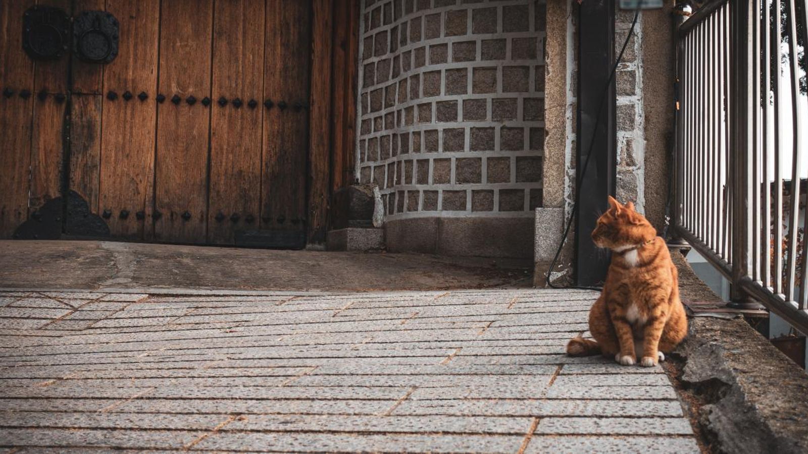 Un gat domèstic a Seül