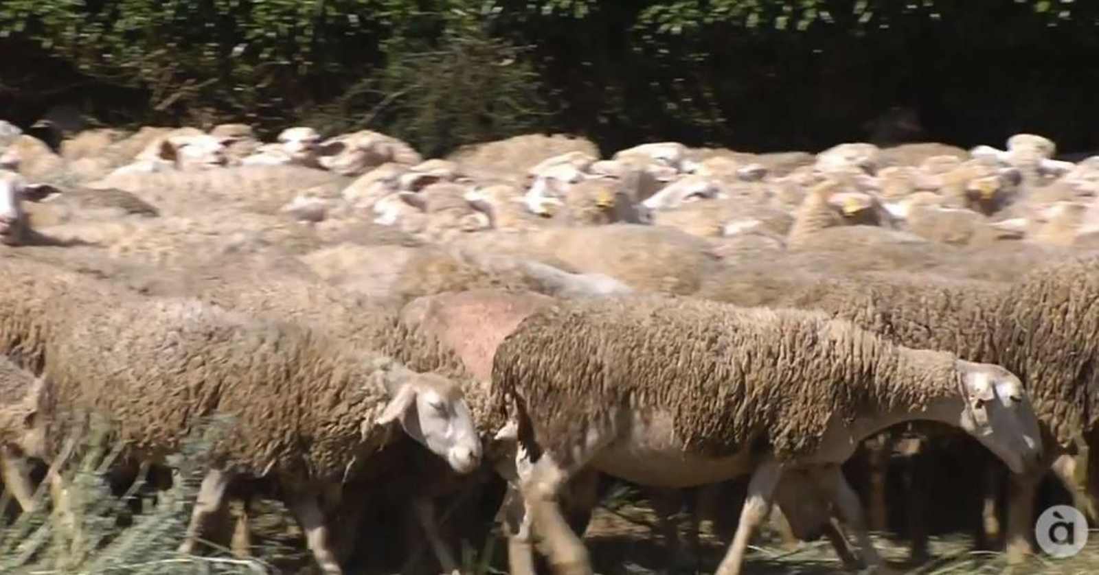 El pasturatge contribueix a la neteja de la muntanya