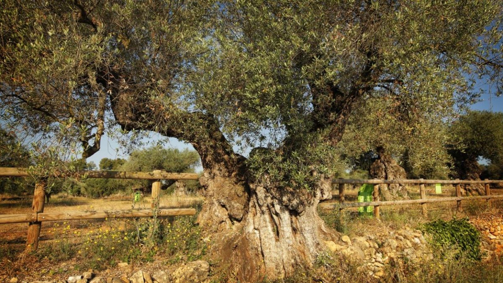 Olivera mil·lenària