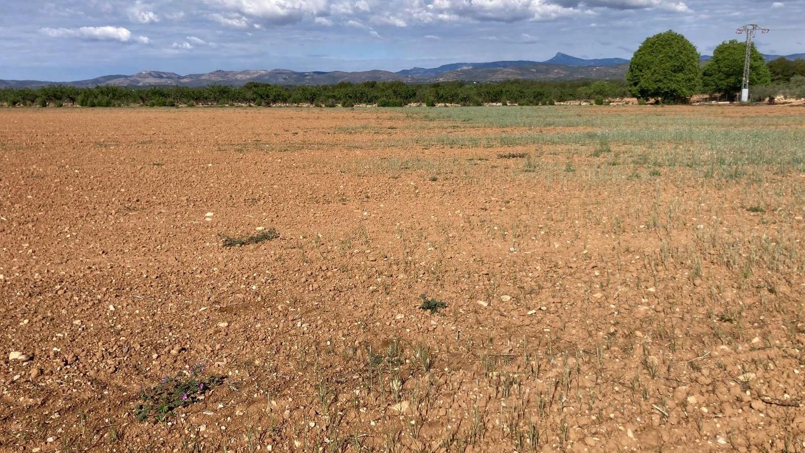 Les escasses pluges de l'hivern han afonat enguany la collita de cereals en les comarques del sud