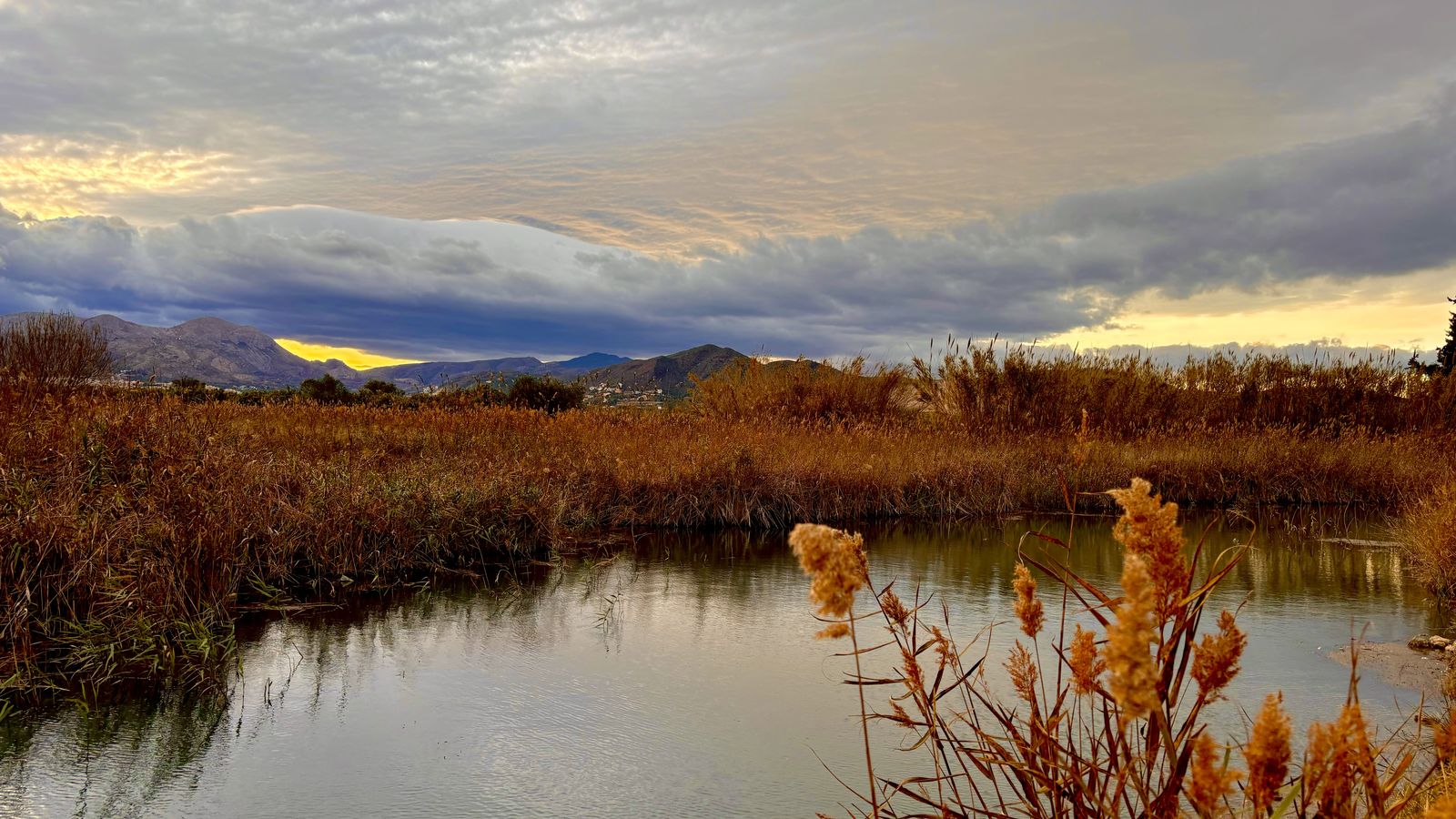 joan femenia marjal de pego