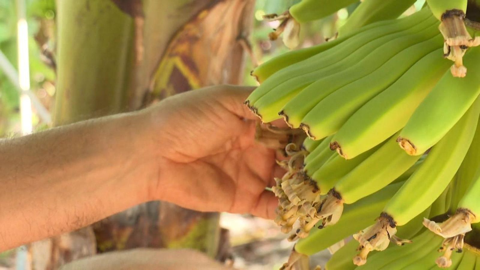 La Palma intenta recuperar-se dels danys ocasionats als platanars