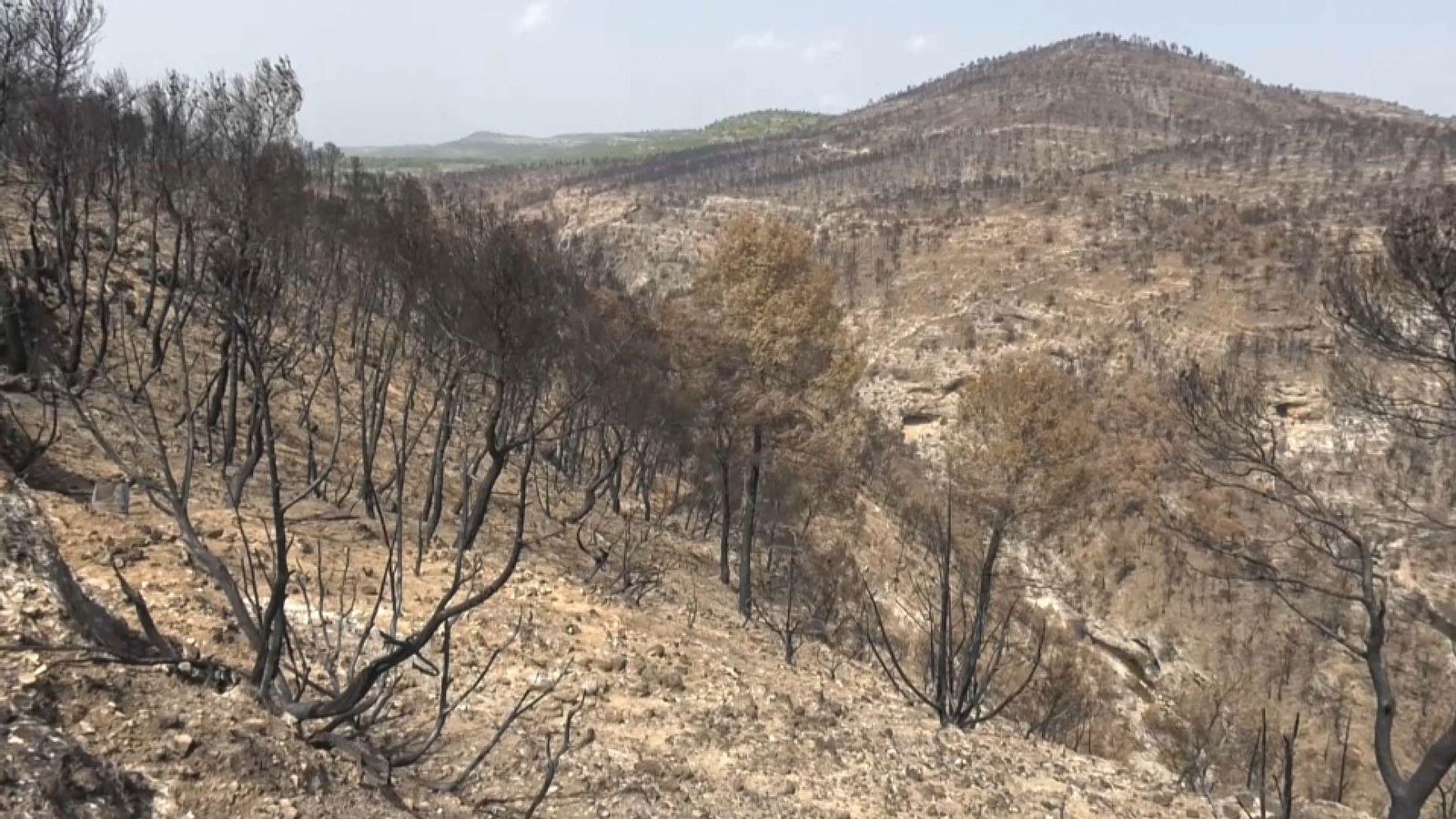 Els terrenys de Teresa de Cofrentes que va cremar l'incendi del 13 d'agost