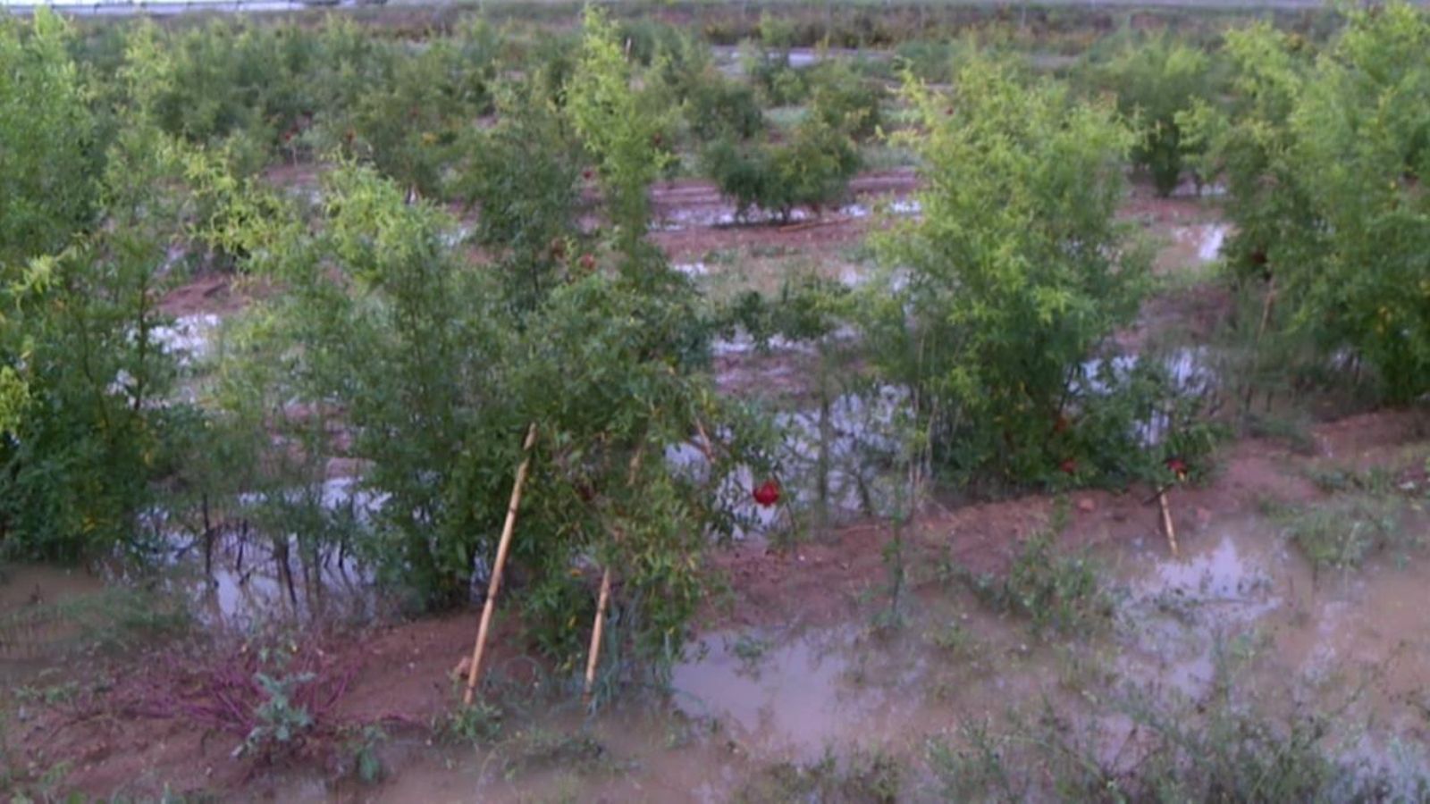 El temporal ha afectat el camp