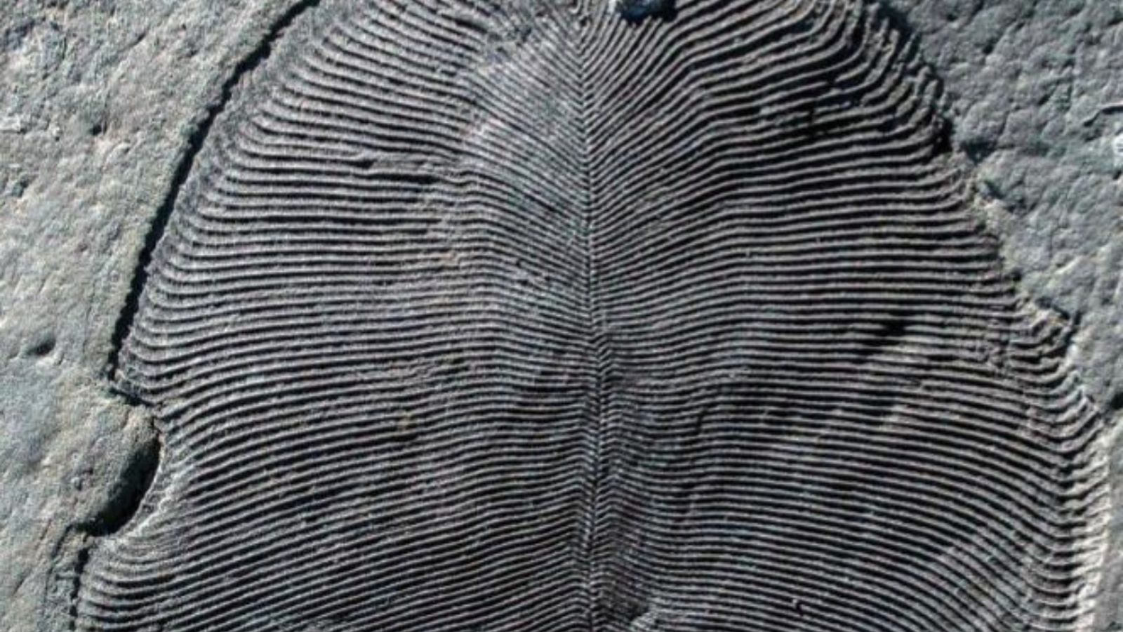 Fòssil del 'Dickinsonia'