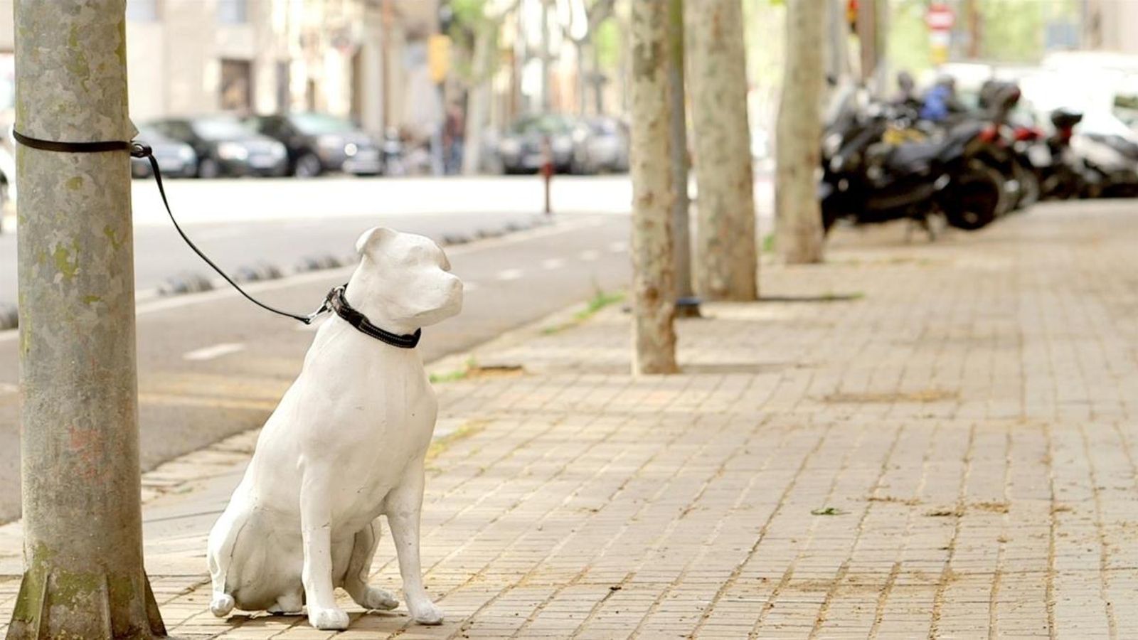 138.000 gossos i gats abandonats a Espanya en 2018