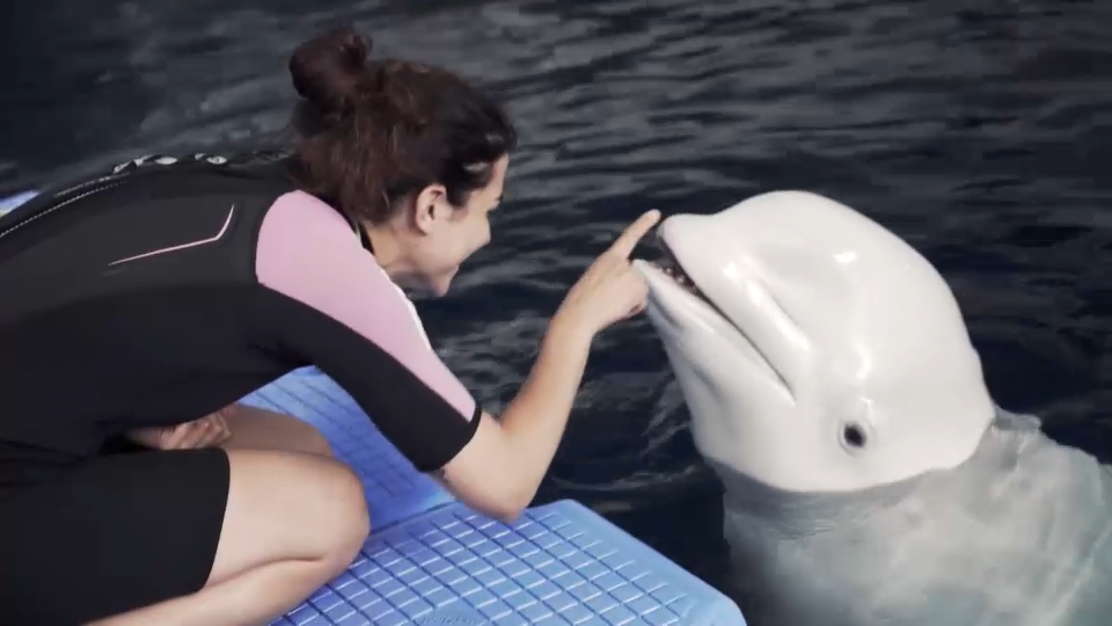 A l'Oceanogràfic trobem belugues bilingües