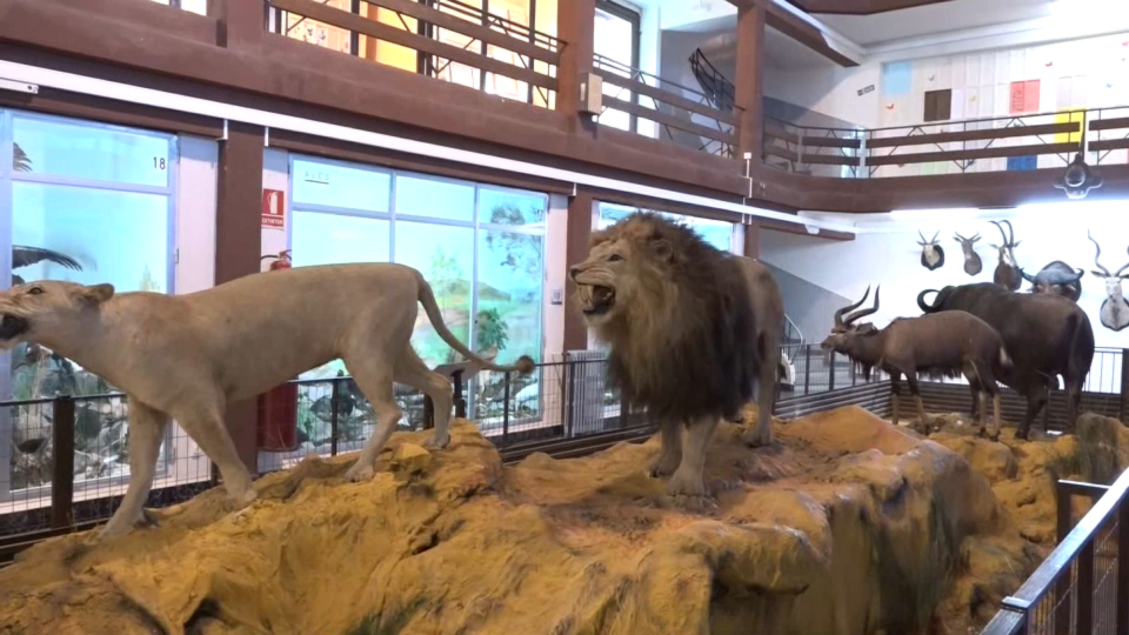 Animals dissectats del Museu de Ciències Naturals d'Onda