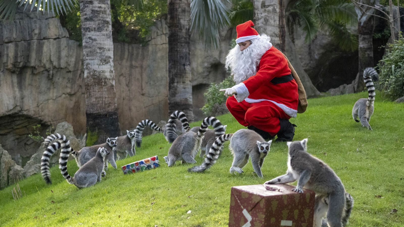 El Pare Noel entrega els regals de Nadal als lèmurs del Bioparc