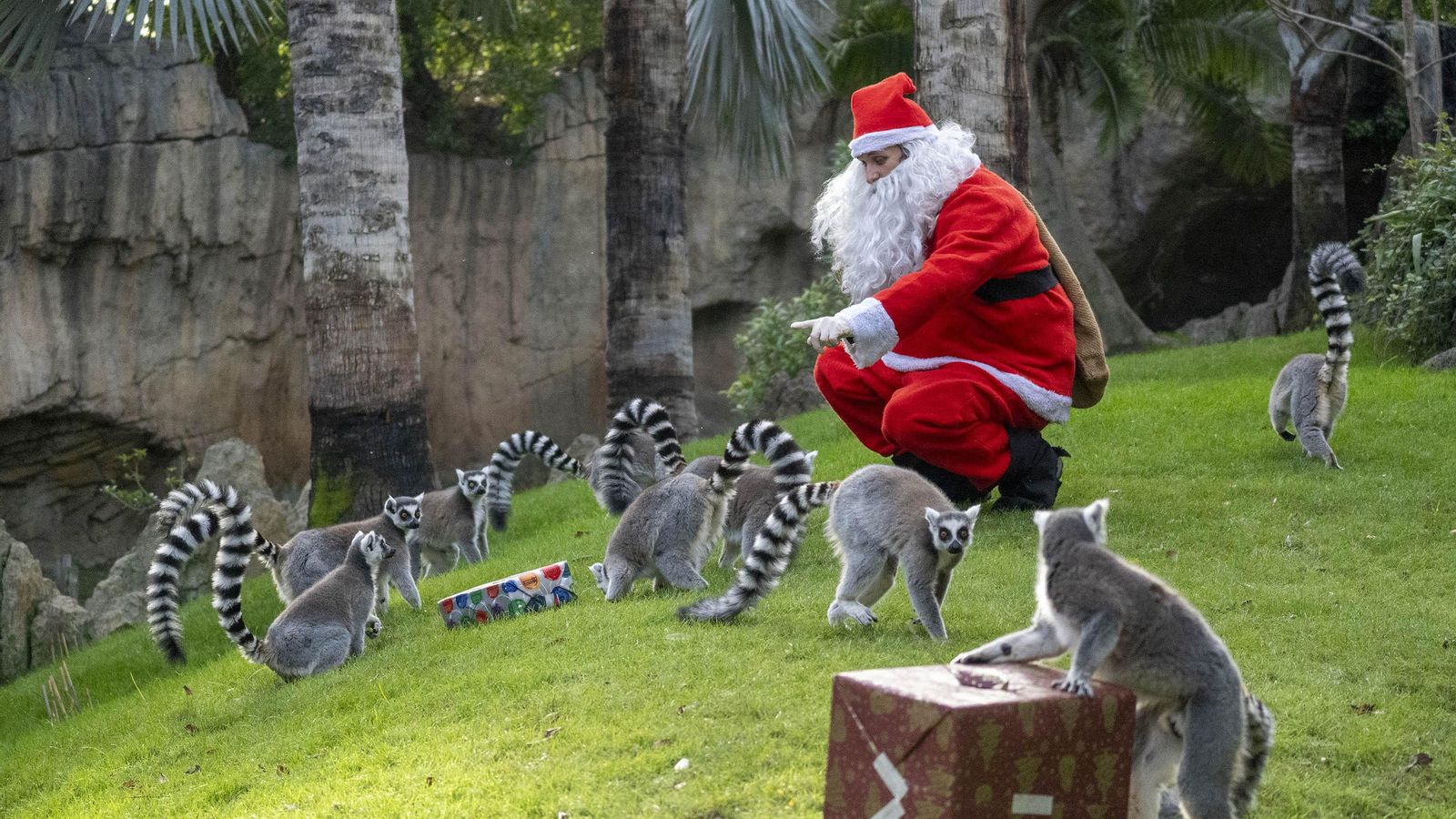 El Pare Noel entrega els regals de Nadal als lèmurs del Bioparc