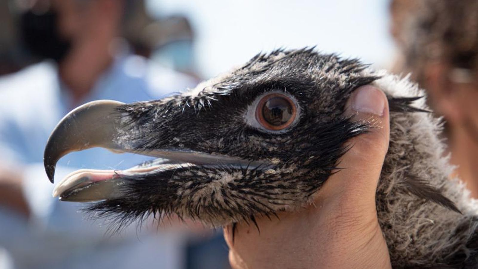 Ereta i Espèrit donen els seus primers vols a la Tinença de Benifassà