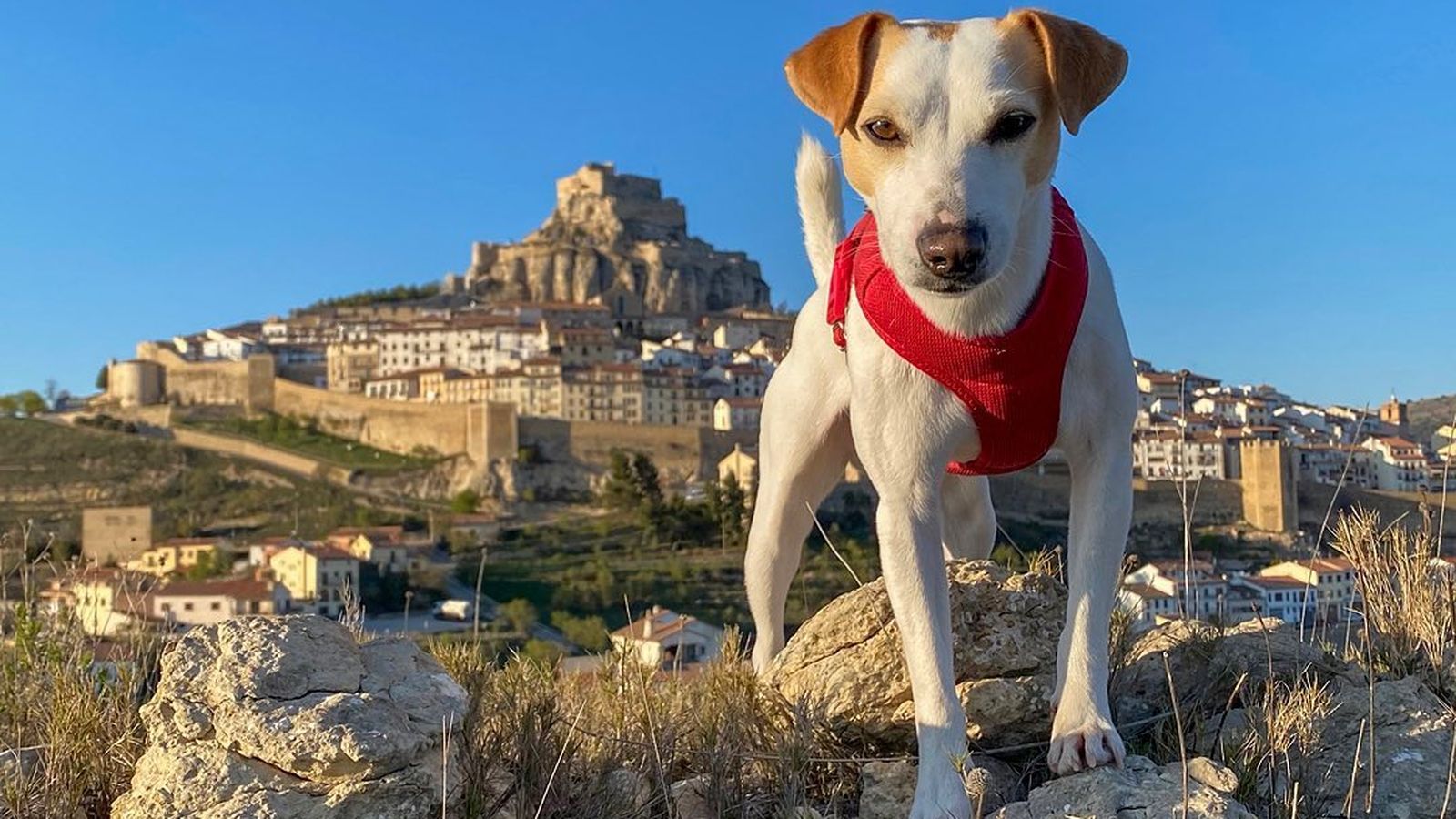 Pipper, el gos ‘influencer, fa parada a Morella
