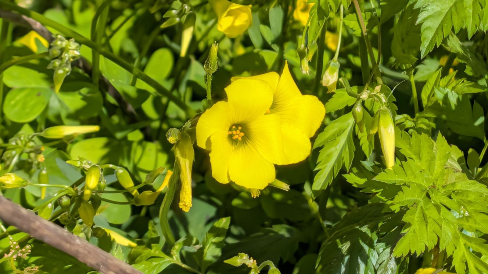 JOSÉ RAMÓN PARDO MAS