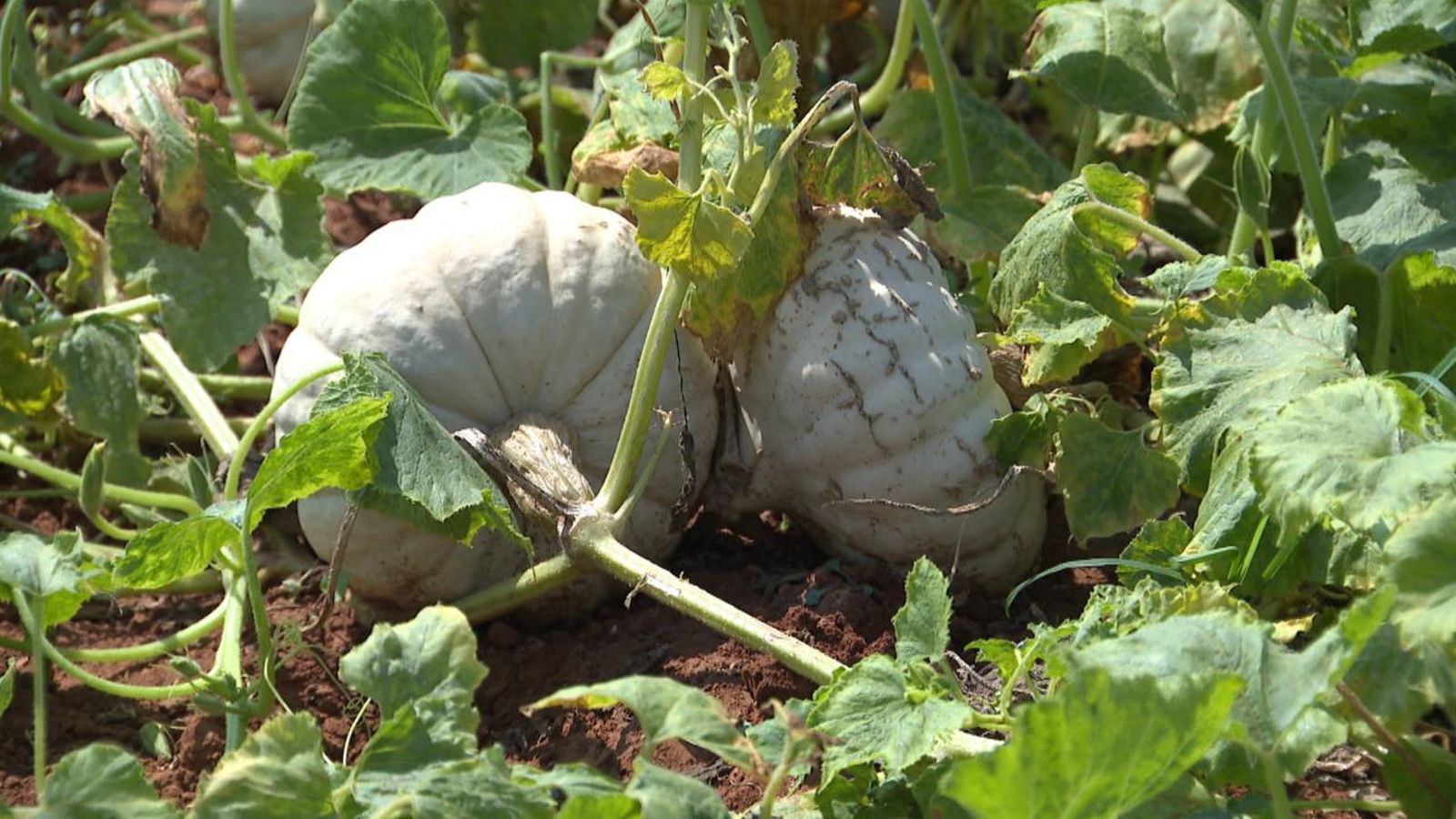 Carabassa analitzada en l'estudi