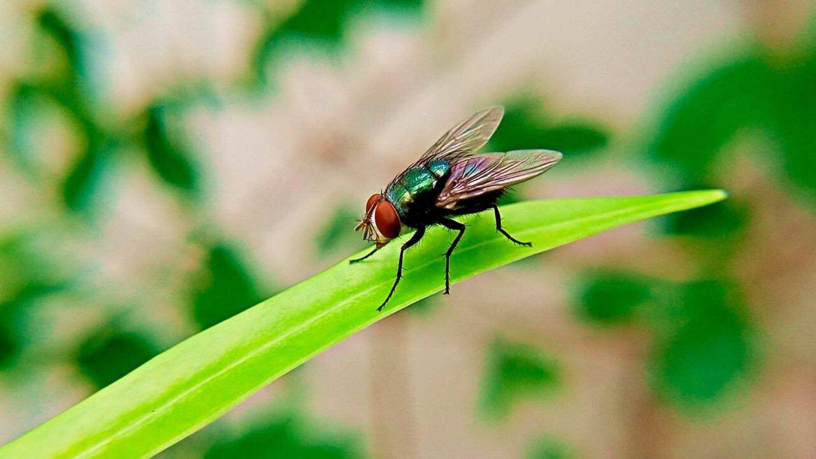 26.07.2022 | Ciència i l’entomologia, la ciència que estudia els insectes