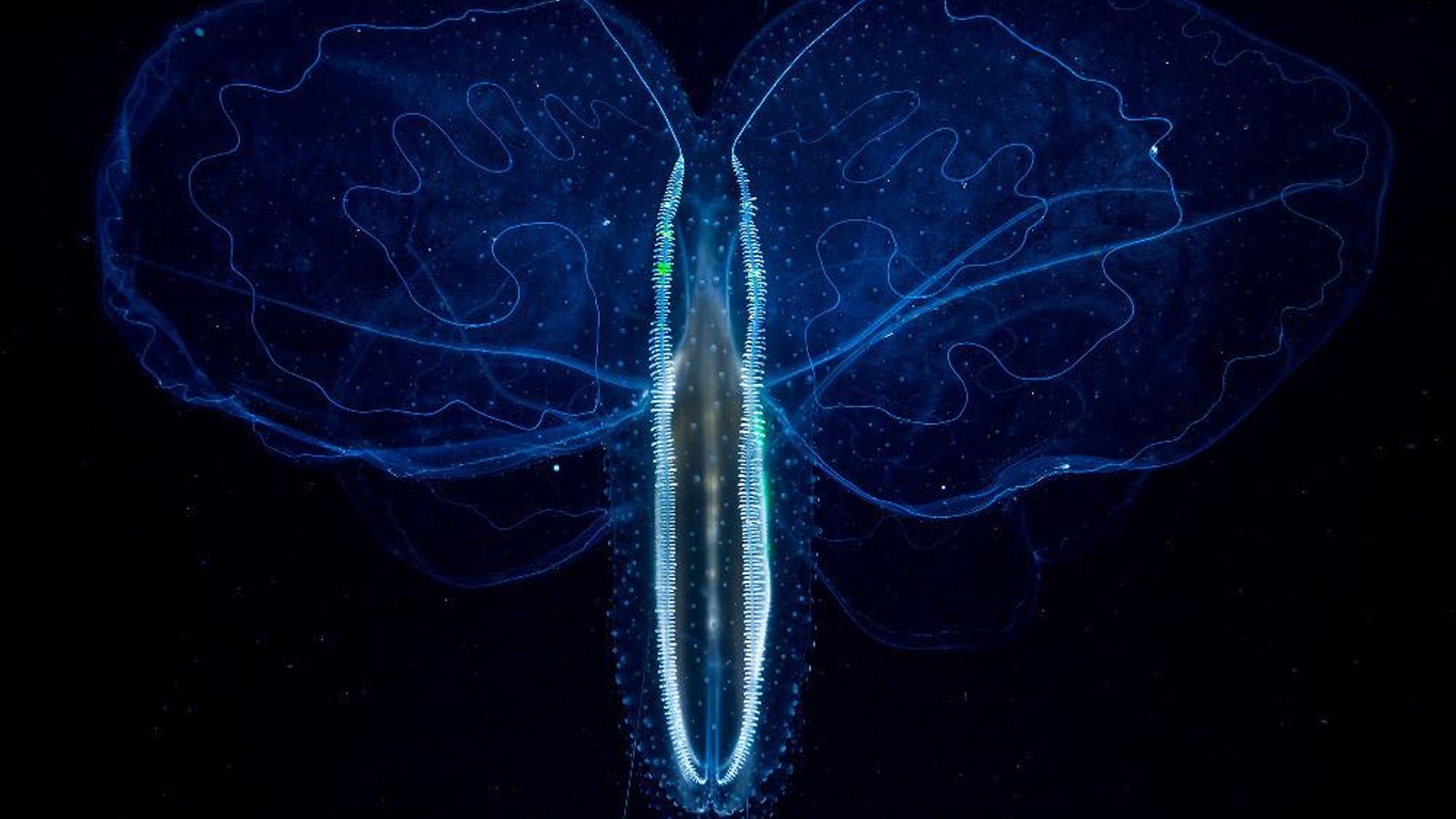 Papallona de cristall | Ángel Fitor