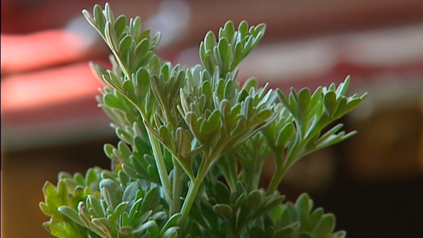 Una planta d'artemisia
