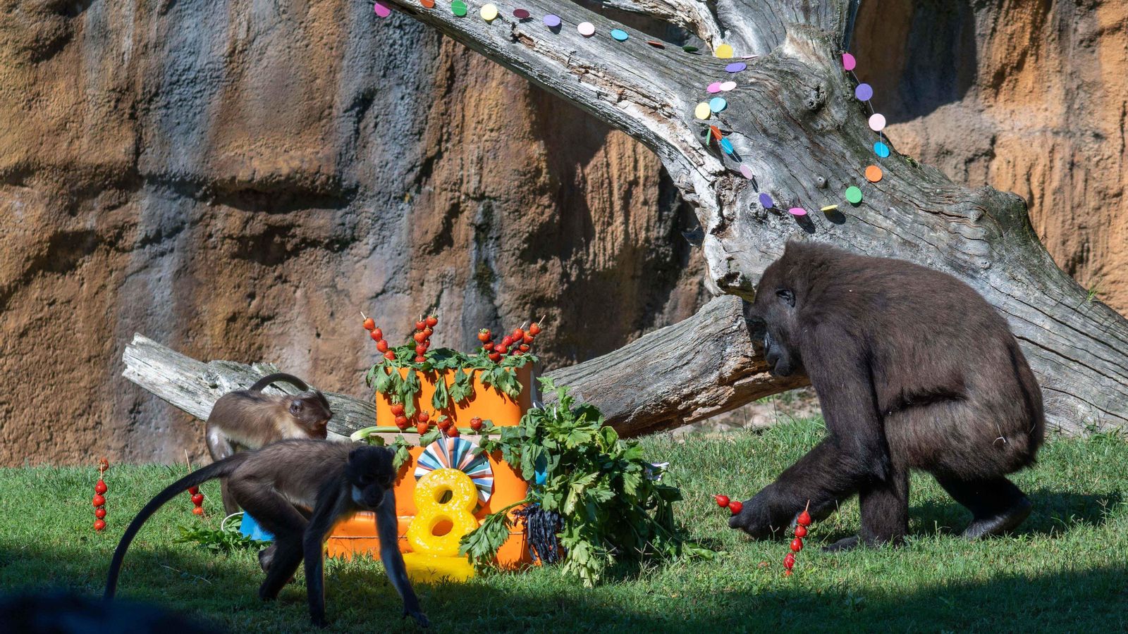 La goril·la Virunga i família, gaudint del pastís pel huité aniversari