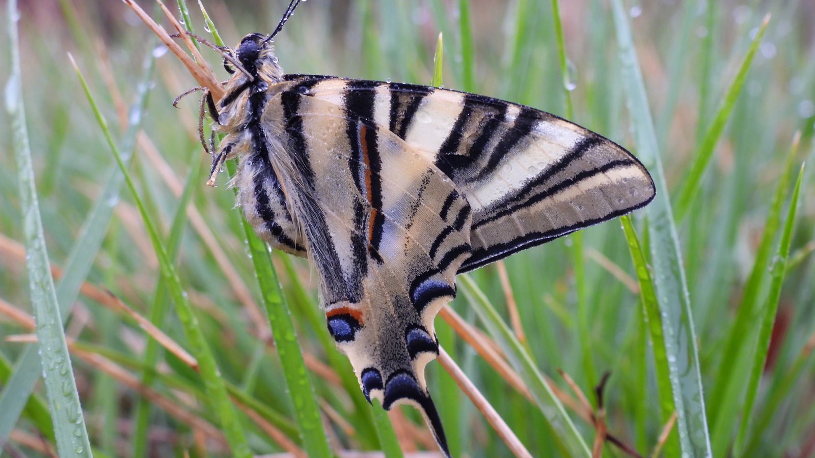 7.CASAS DE MOYA, LA PLANA D'UTIEL, PACO MONTEAGUDO (4)