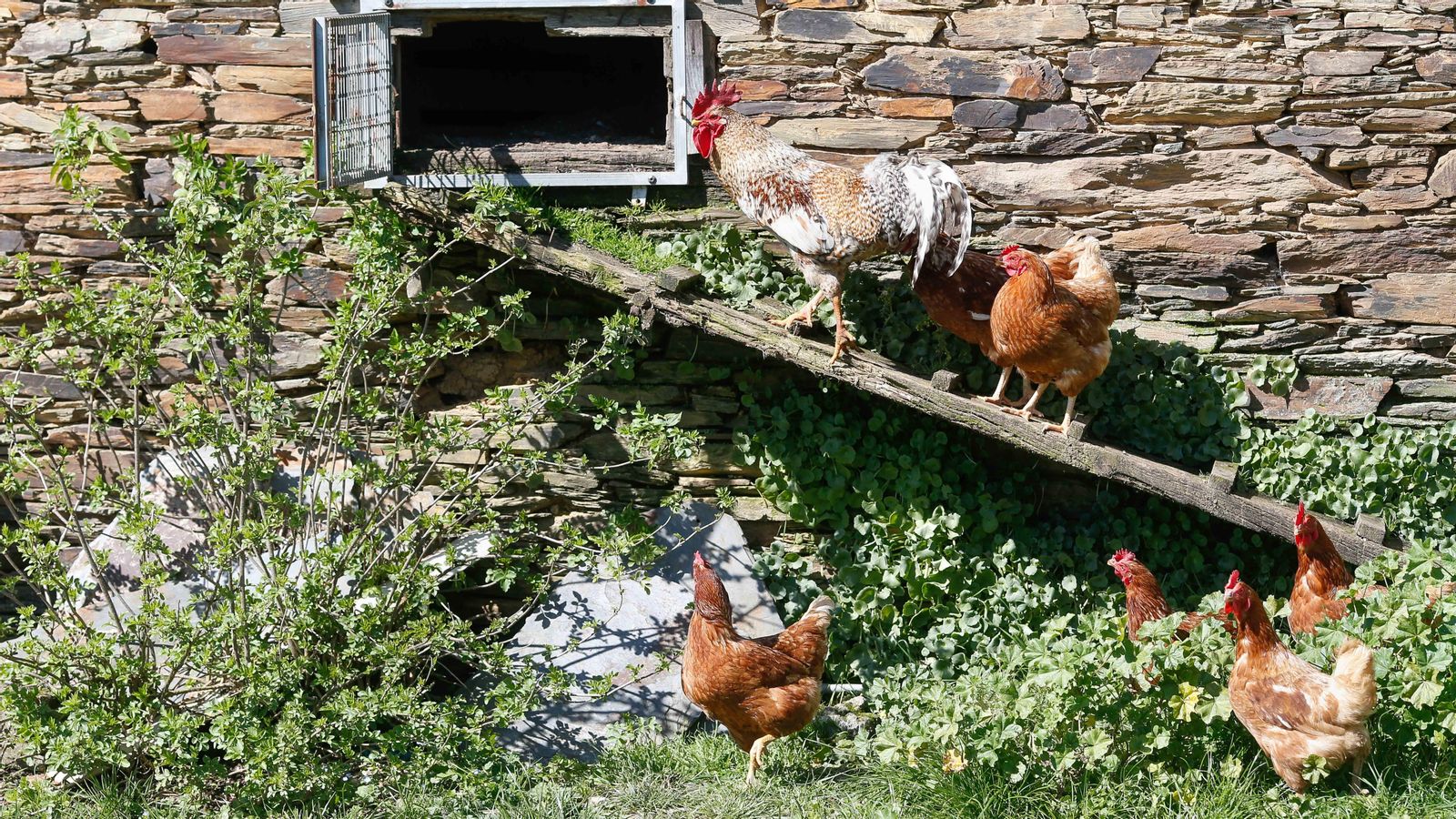 Espècies com les gallines no es poden criar des d'este dilluns a l'aire lliure