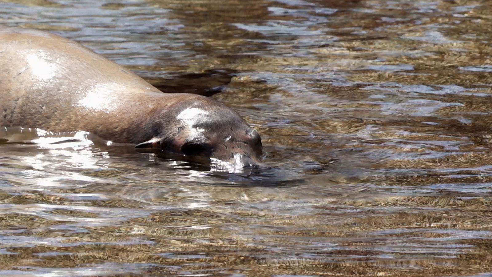 Animalades | Una qüestió de confiança