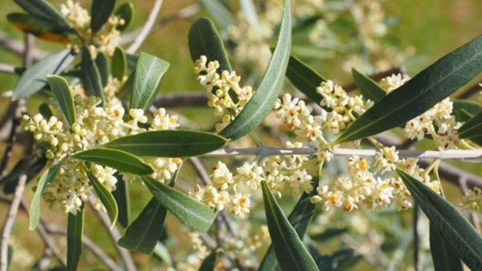 Detall d'una olivera