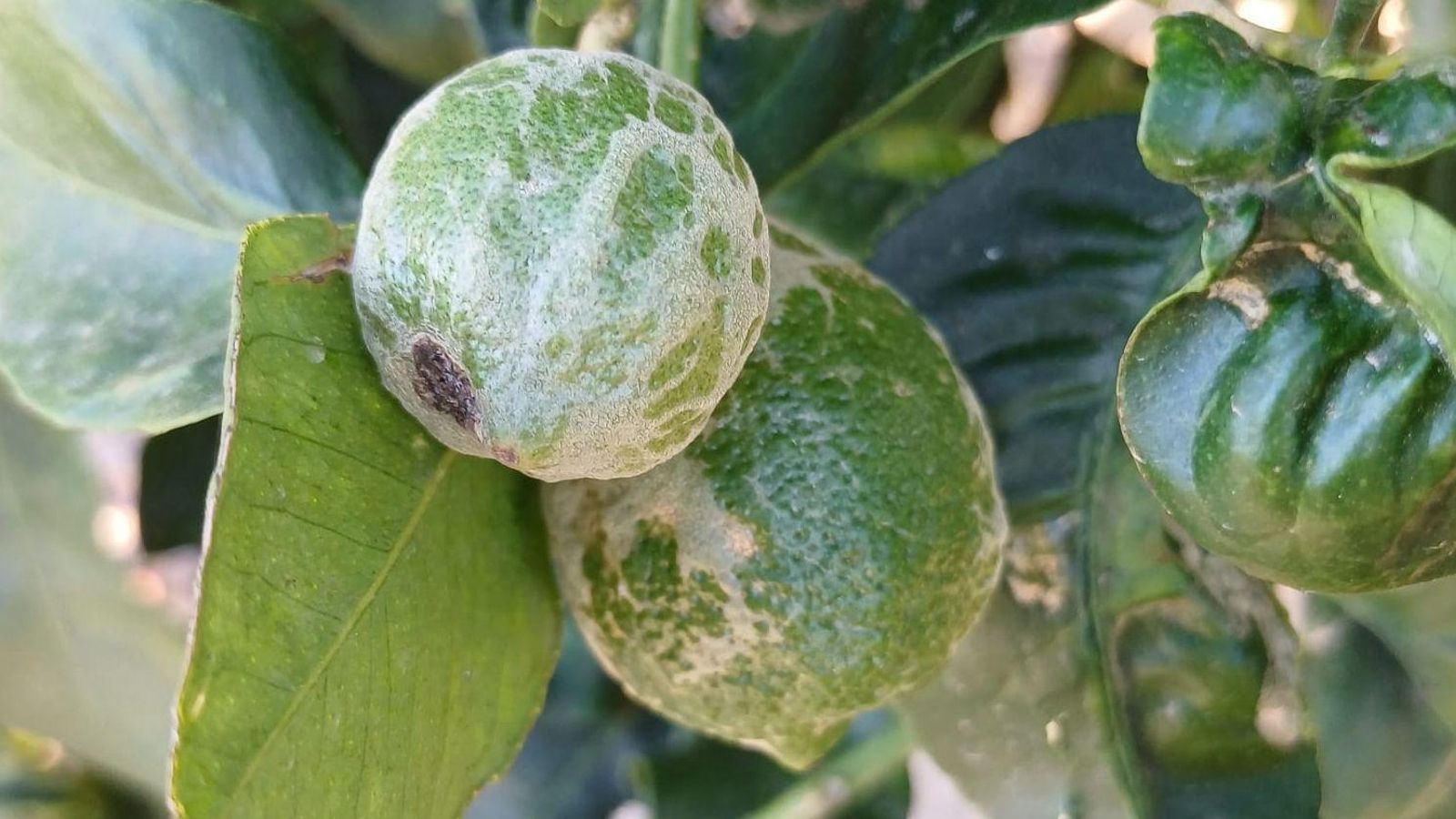 Llimes afectades pel trips sudafricà