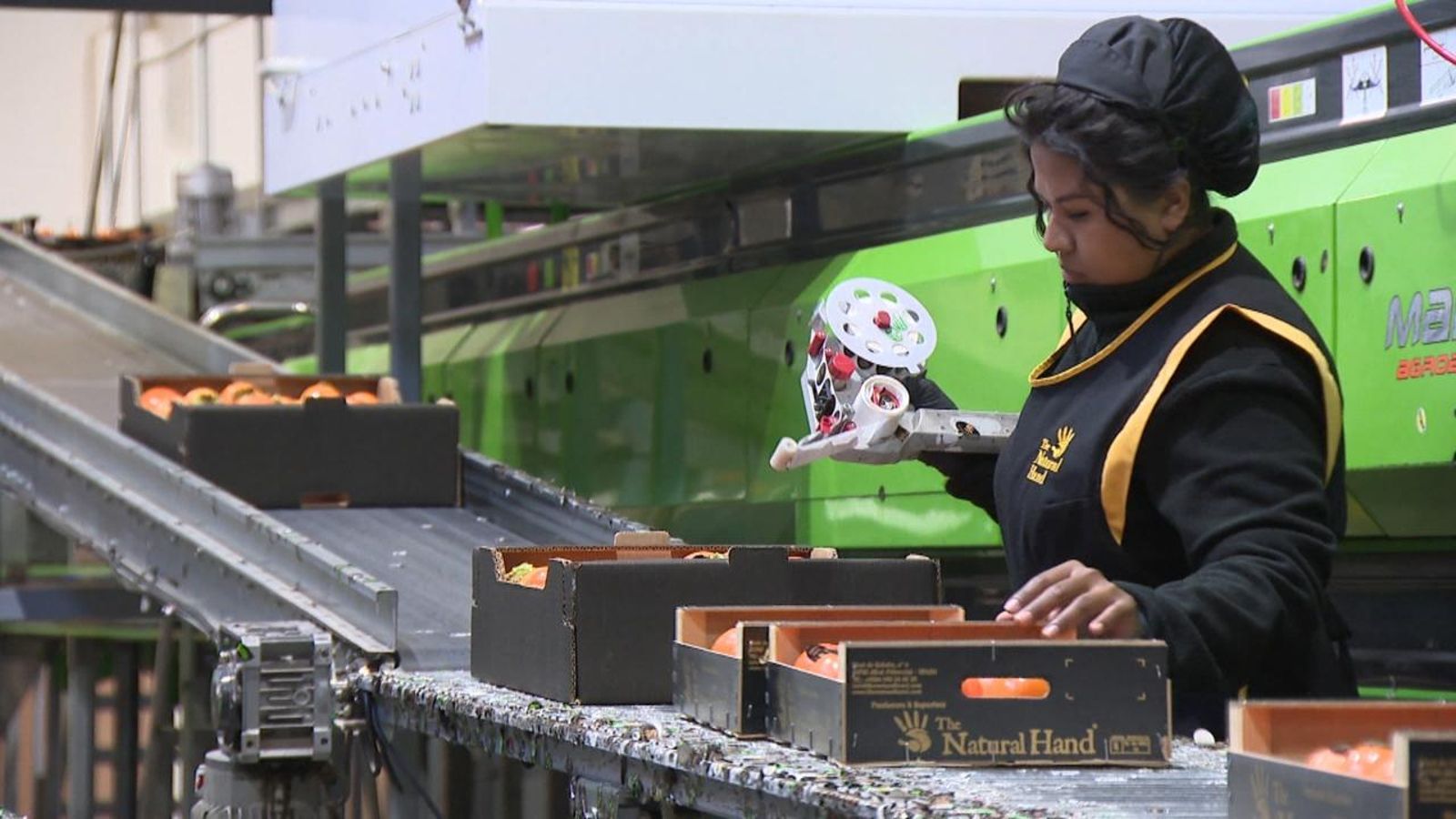 Fàbrica d'exportació de caquis