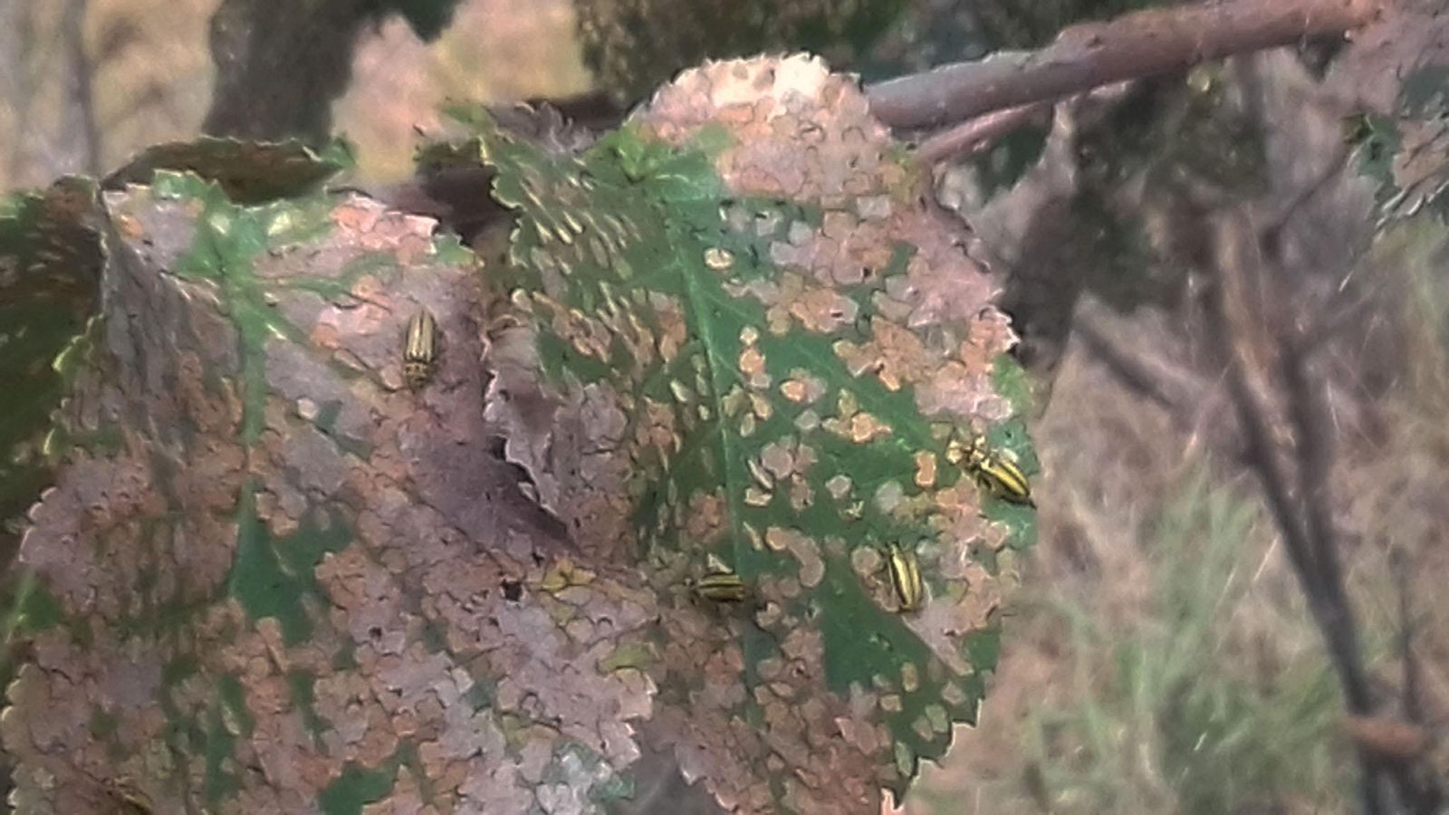 La galeruca devora les fulles dels oms i pot arribar a defoliar-los completament
