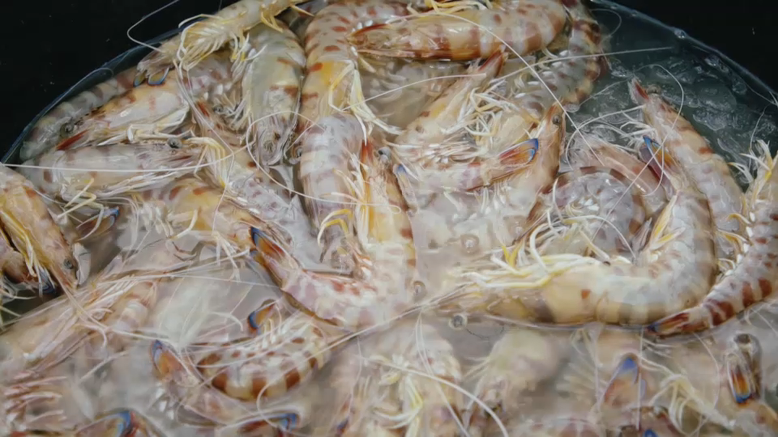 Llagostí de Guardamar del Segura