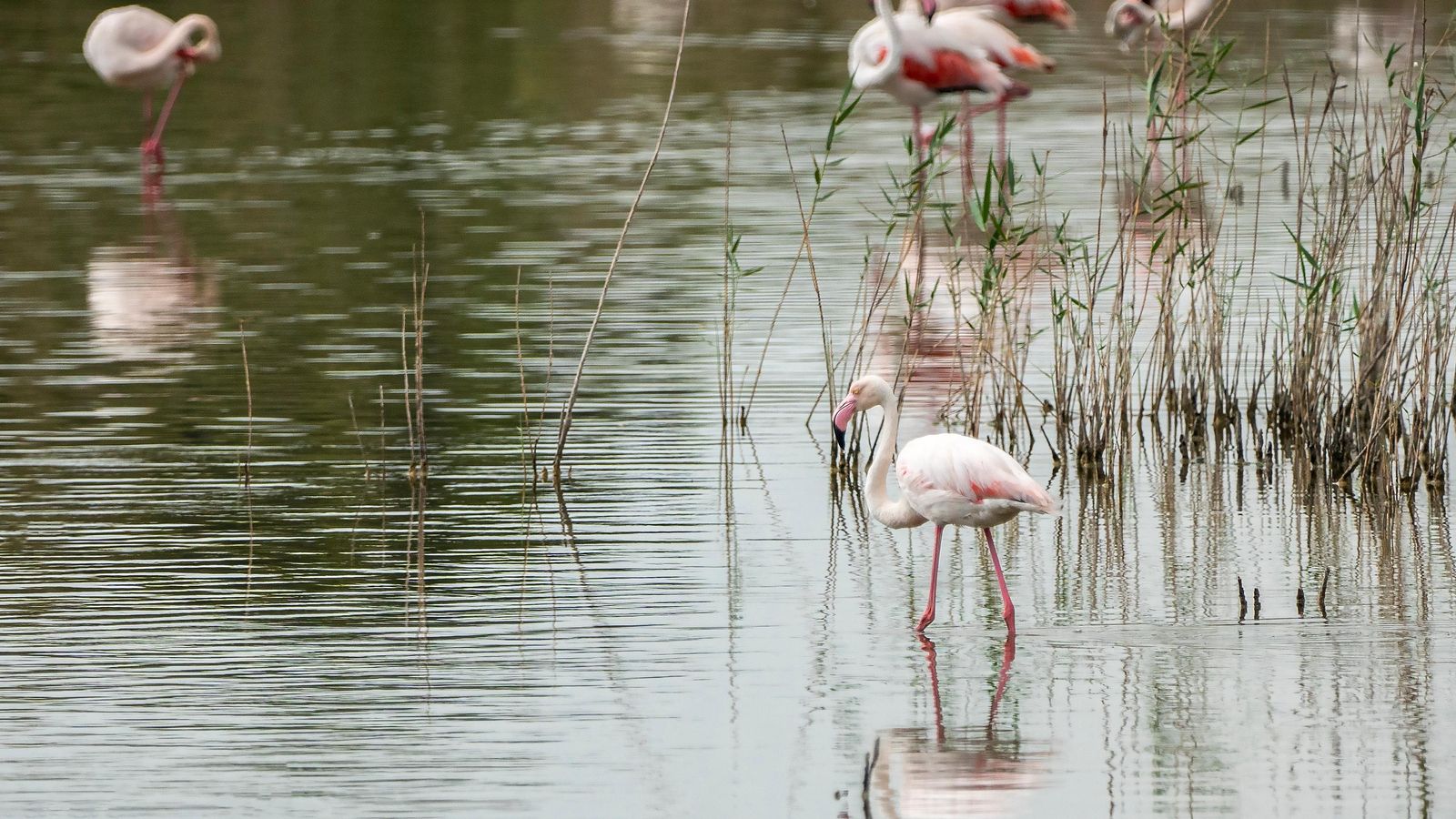 Flamencs a l'albufera de València