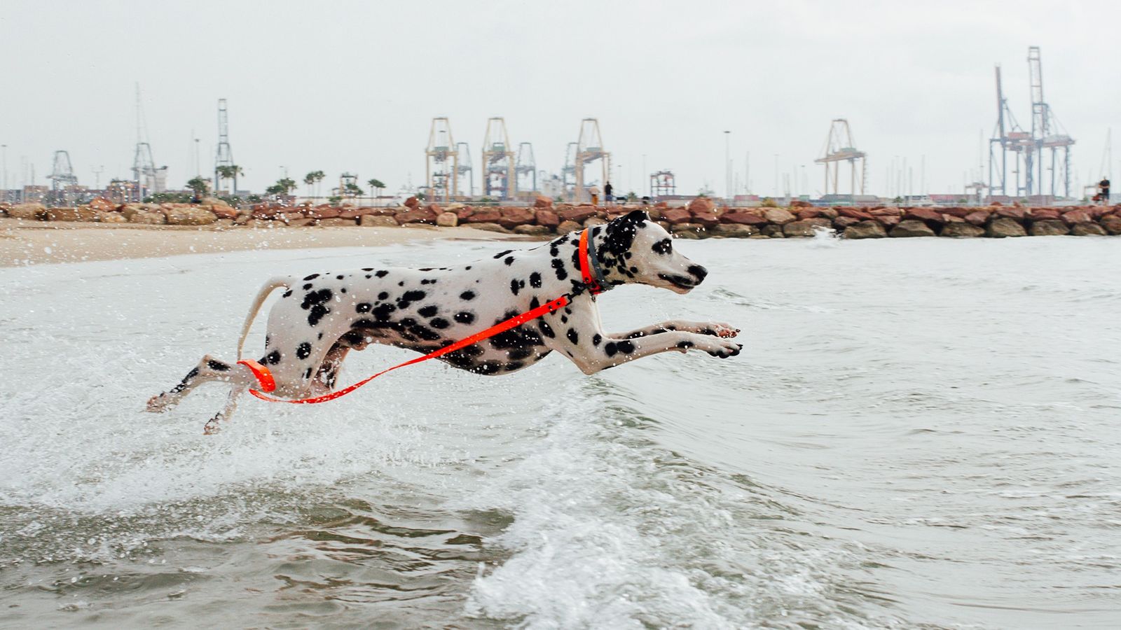 Un dálmata gaudint de la platja per a gossos de Pinedo