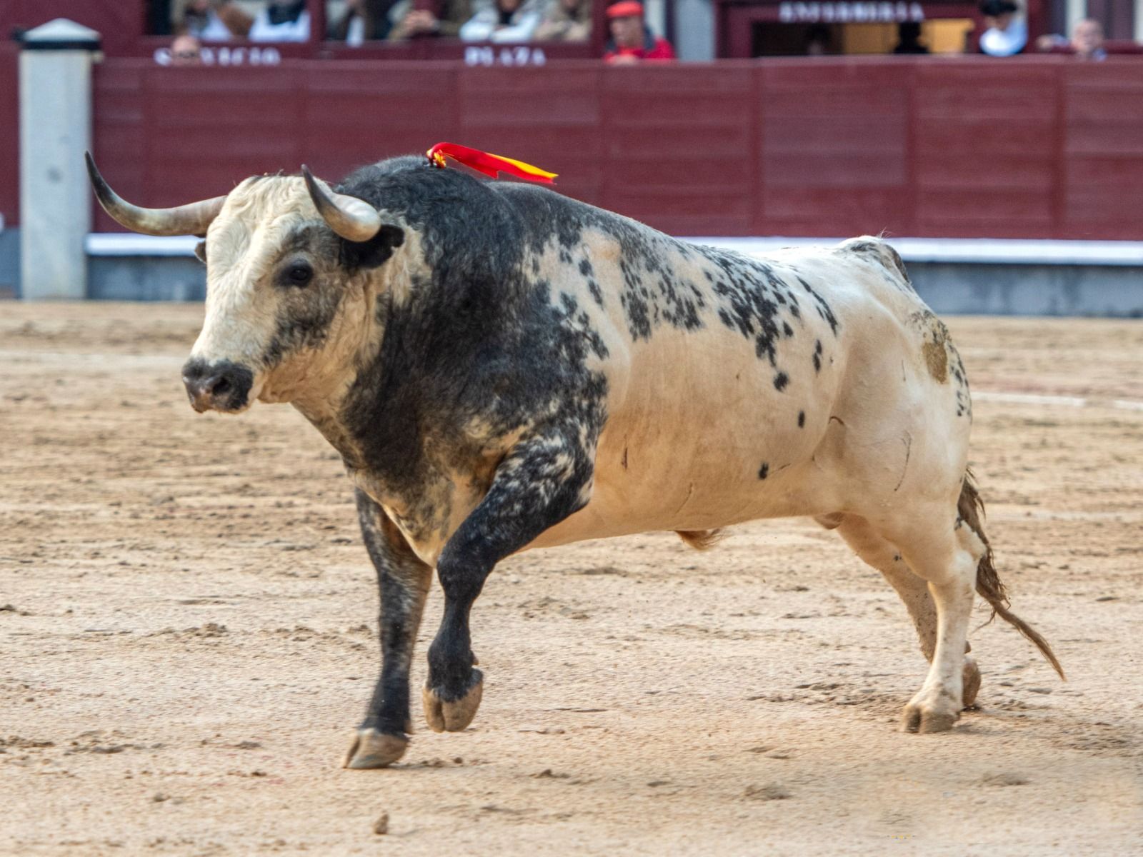 Bou de La Quinta