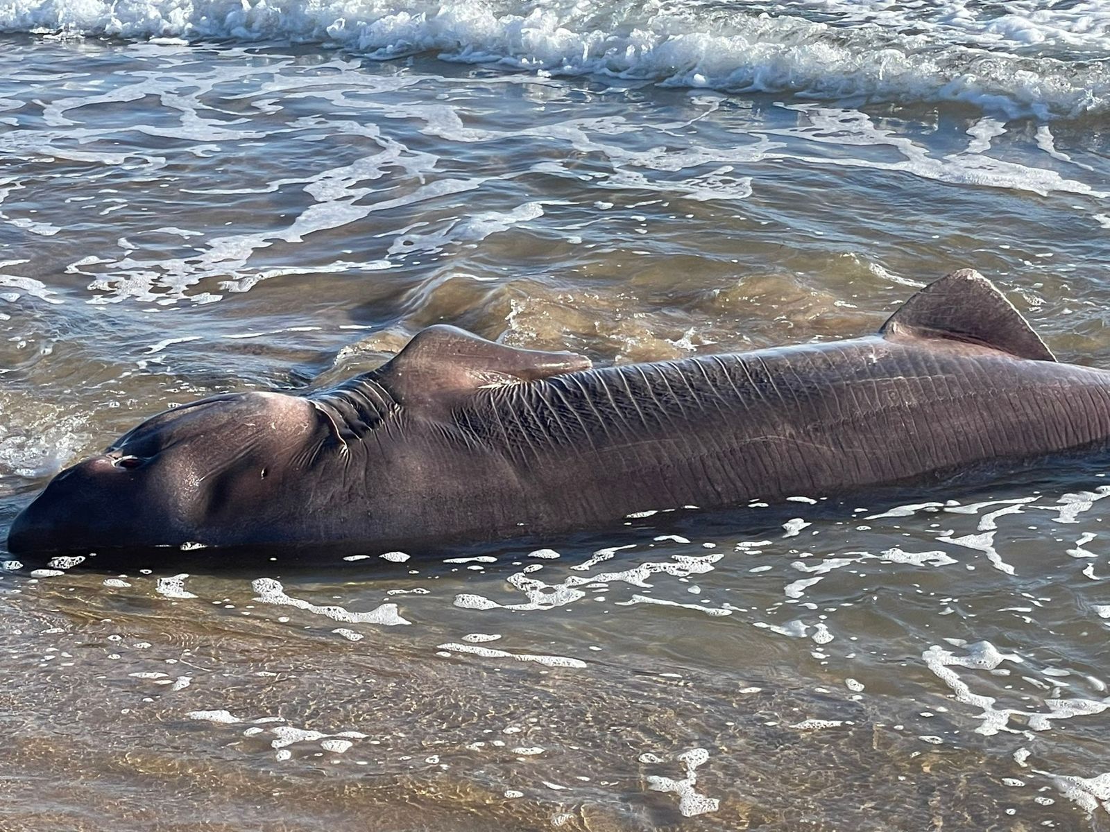 Exemplar aparegut aquest divendres a Torrevella