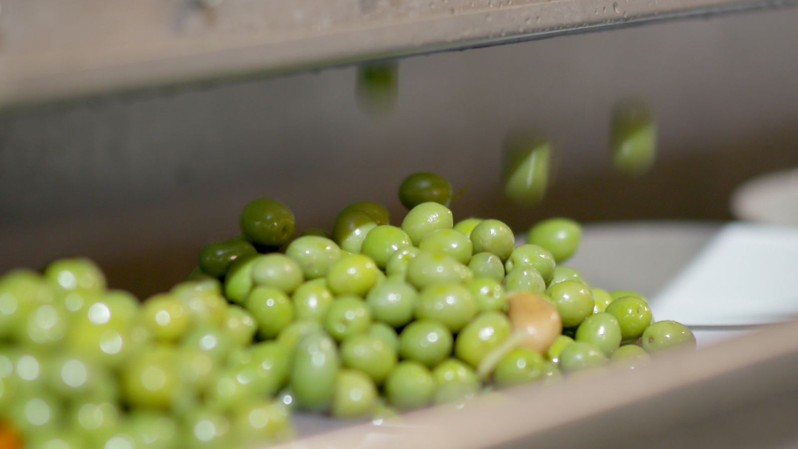 Olives de taula
