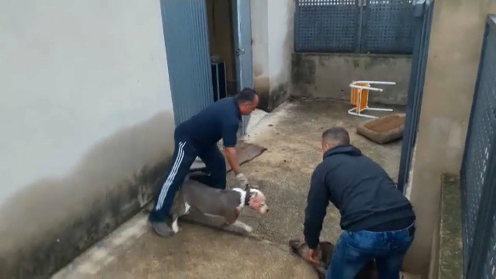 La fiscalia denuncia un home per maltractament animal cap a un senglar a Simat