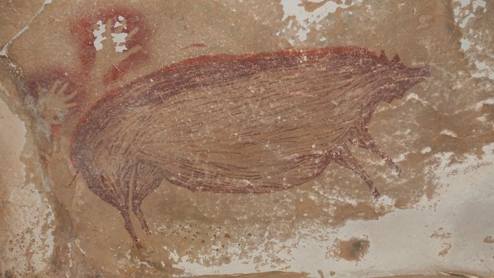 La pintura mostra un porc senglar berrugós de 136 centímetres de llarg per 54 d'alt
