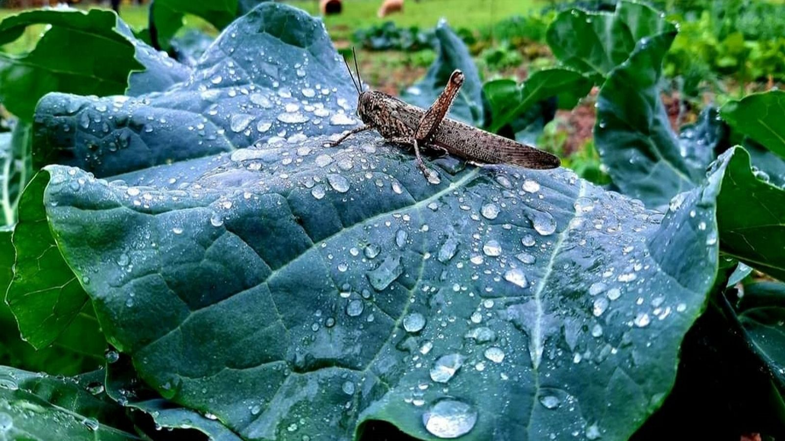 ONTINYENT, LA VALL D'ALBAIDA