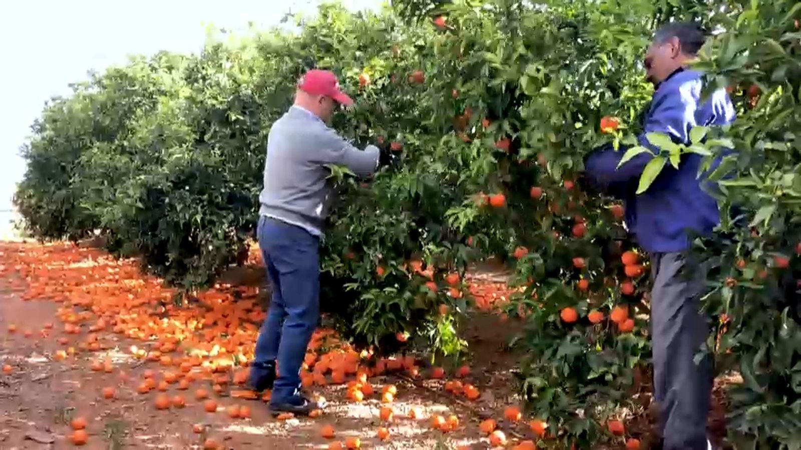La plataforma busca remarcar els beneficis de comprar i consumir la taronja de quilòmetre zero