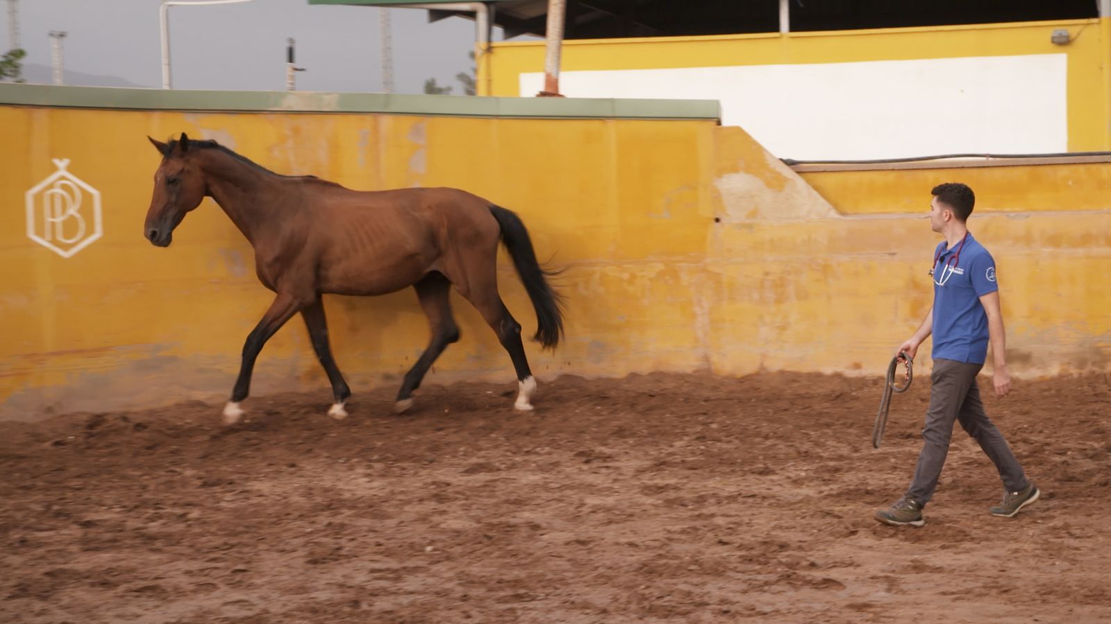 Animalades | Amor animal