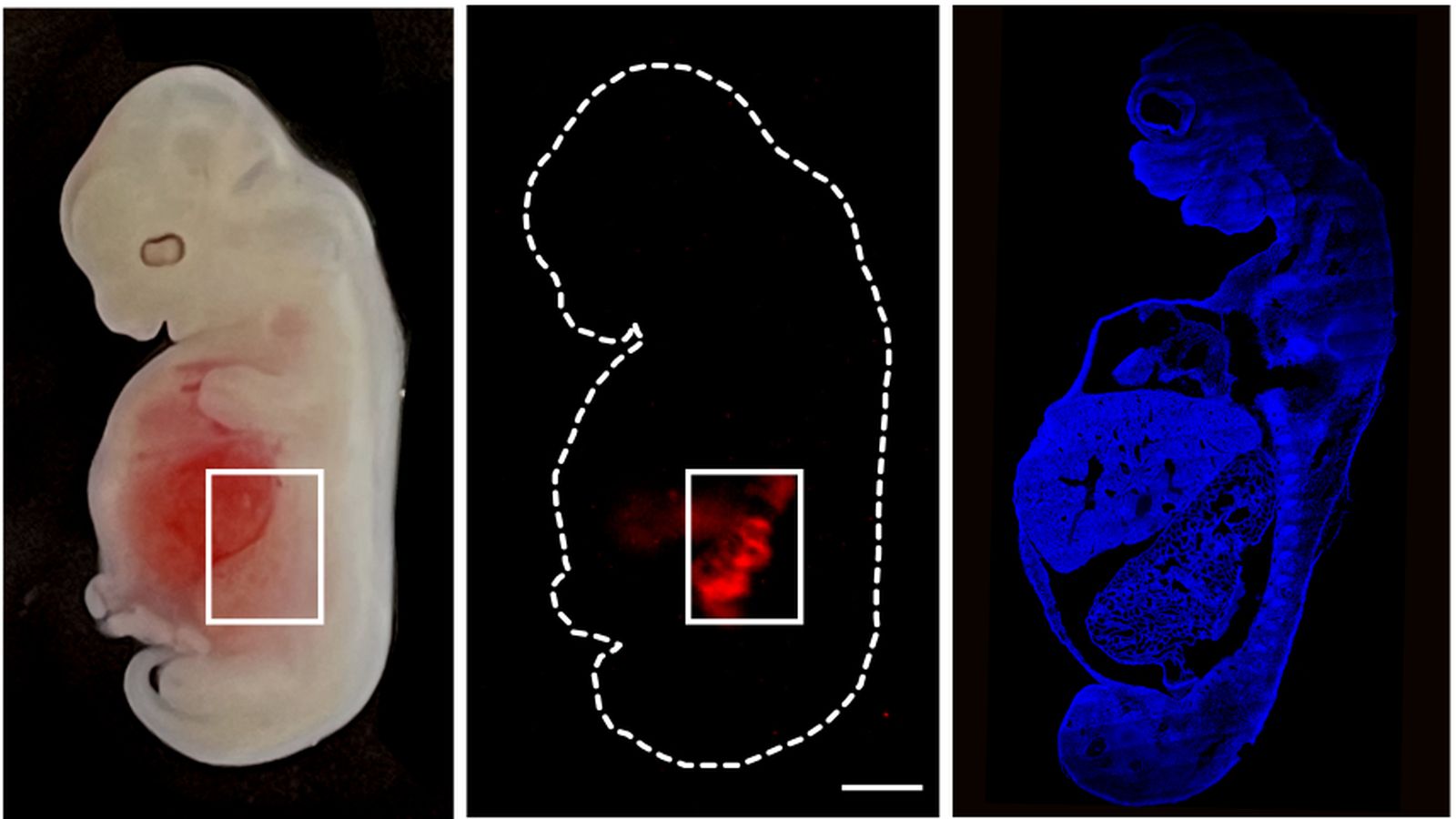 Desarrollan riñones humanizados dentro de embriones de cerdo durante 28 días