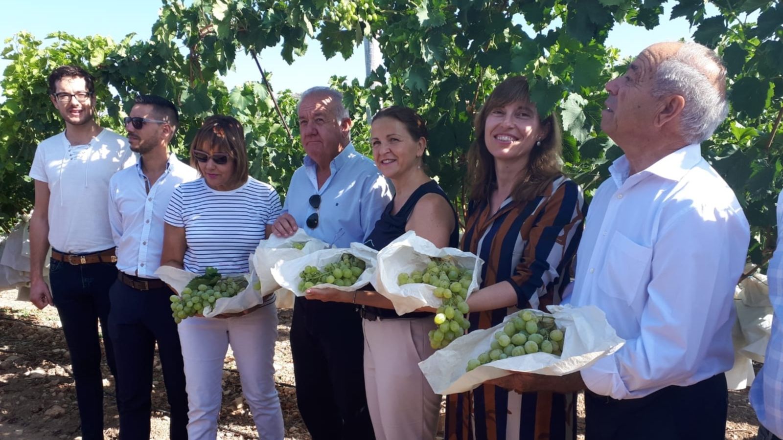 S'estima que la campanya de raïm de taula enguany serà molt bona