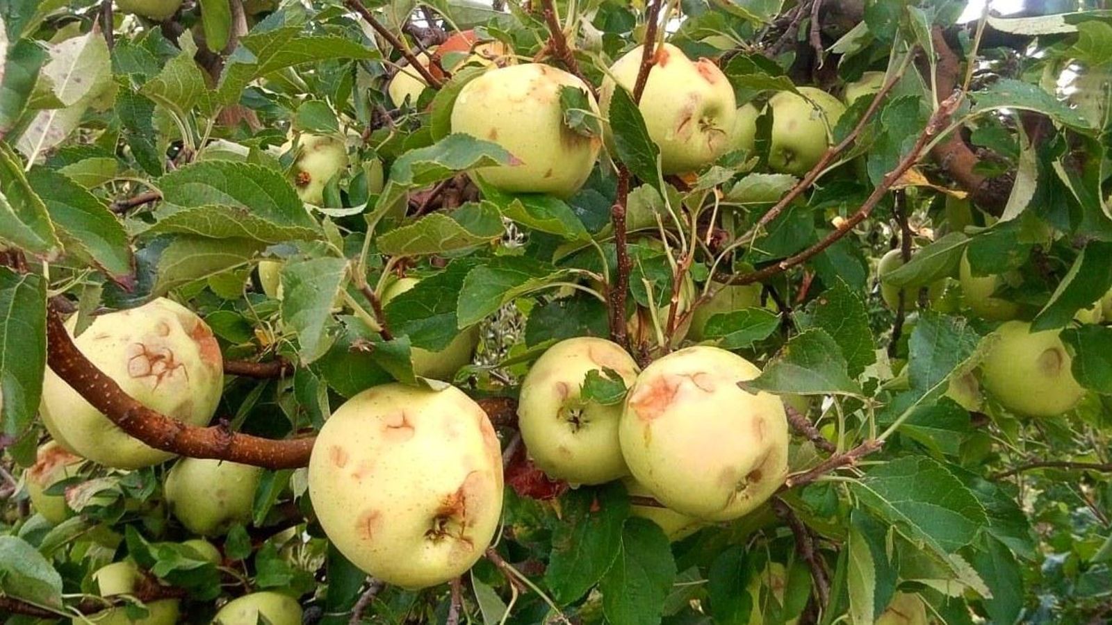 Danys en un camp de pomes en una imatge d'arxiu