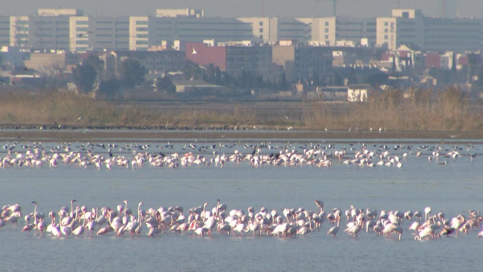 Flamencs a l'Albufera fan malbé camps d'arròs